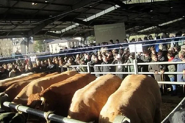 Concours des Bœufs de Noël de Laissac