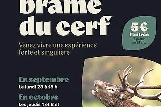 Les soirées brame du cerf