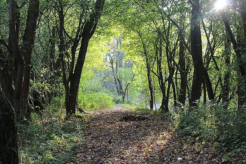 L'automne dans le delta de la Sauer