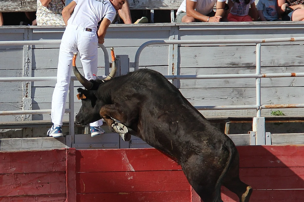 Féria du Riz - Course Camarguaise