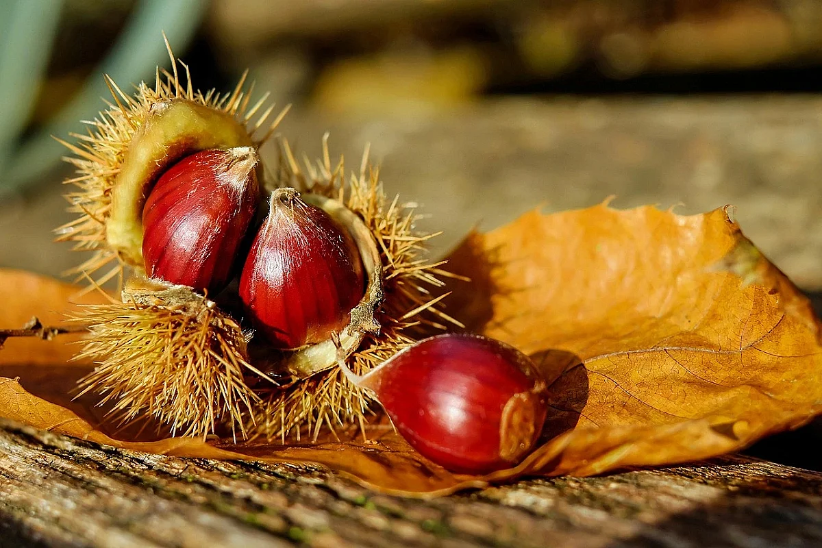 Fête des saveurs d'automne