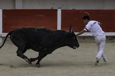Course camarguaise aux arènes «Finale Trophée de l’Avenir»