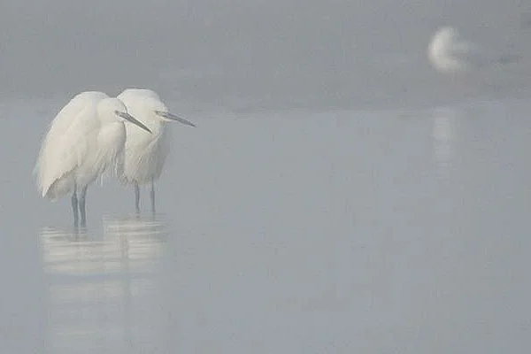 Le bal hivernal des oiseaux