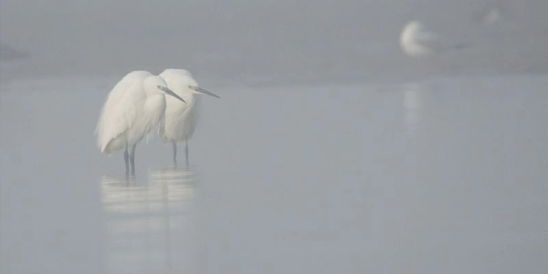 Le bal hivernal des oiseaux