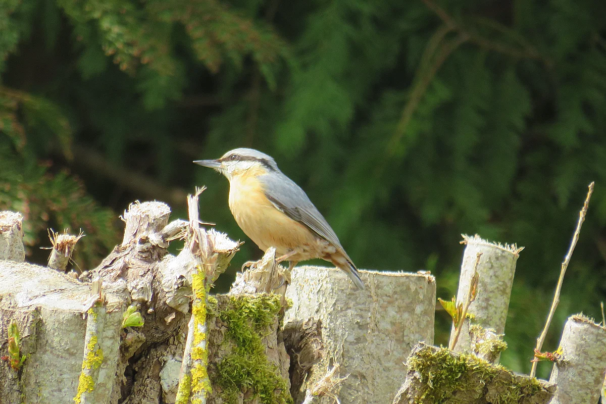 Activités naturalistes : sortie à l'île Navière-île de Chaillac