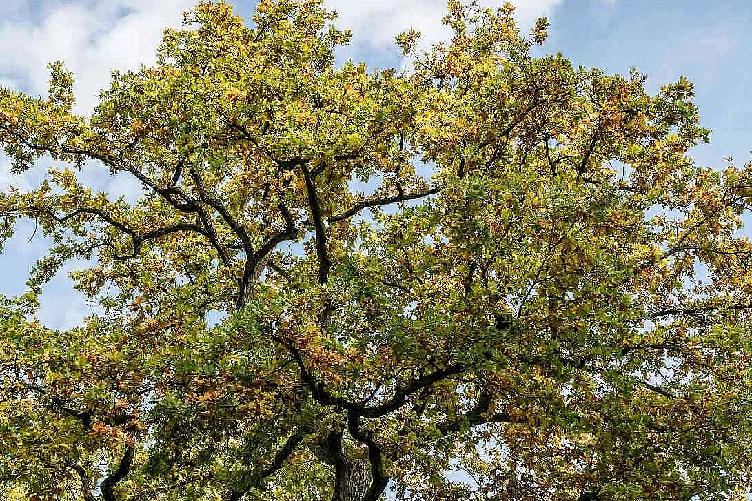 Histoires en familles : Auprès de mon arbre