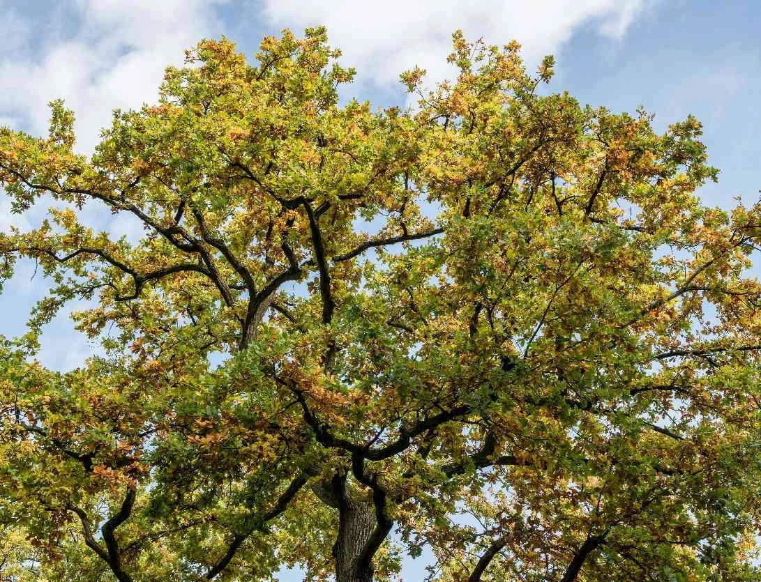 Histoires en familles : Auprès de mon arbre