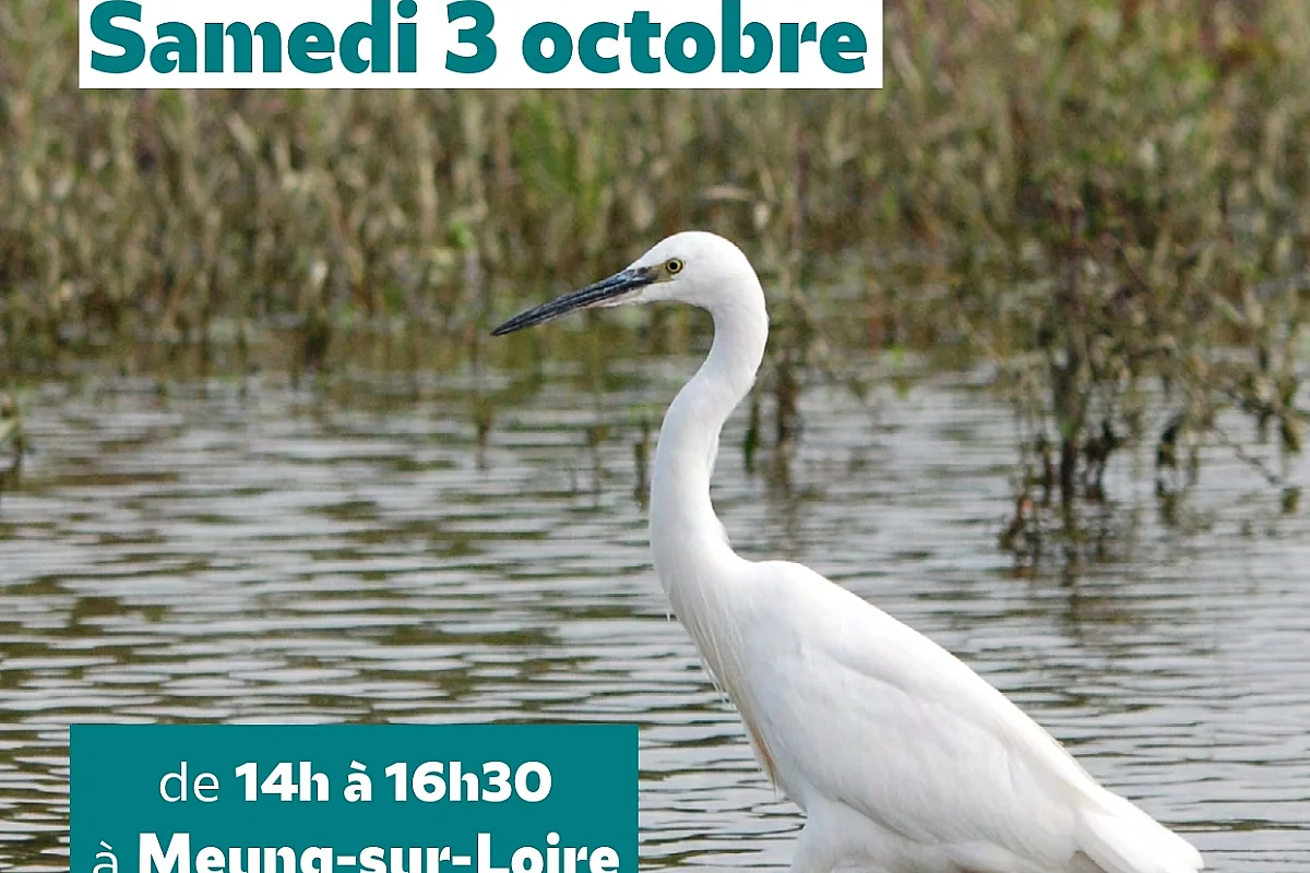 Balade nature : Les zones humides et leurs habitants