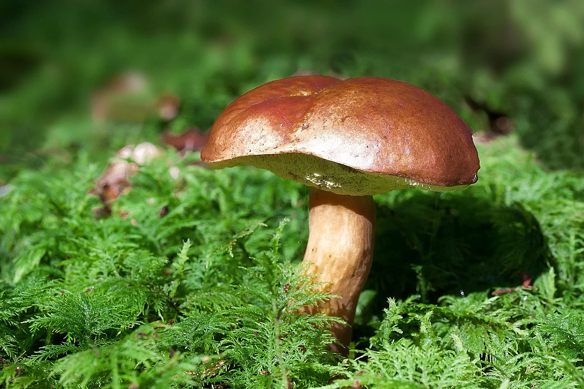 Sortie champignons à la forêt d'Epagne