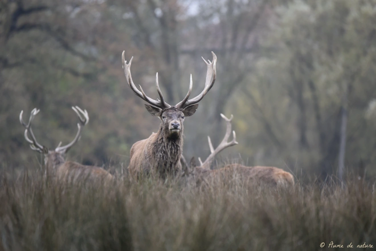 Brame du cerf en Sologne avec Plume de nature
