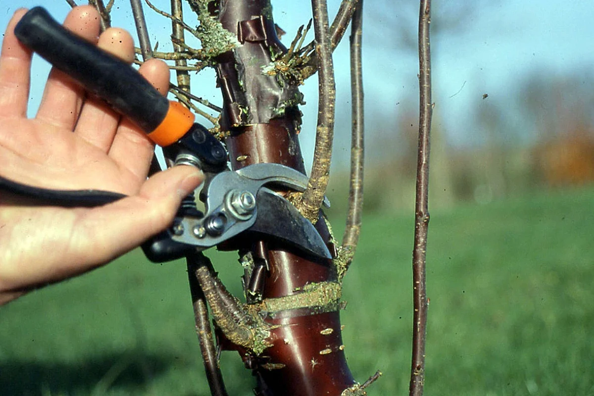 La taille de formation des arbres d'ornement