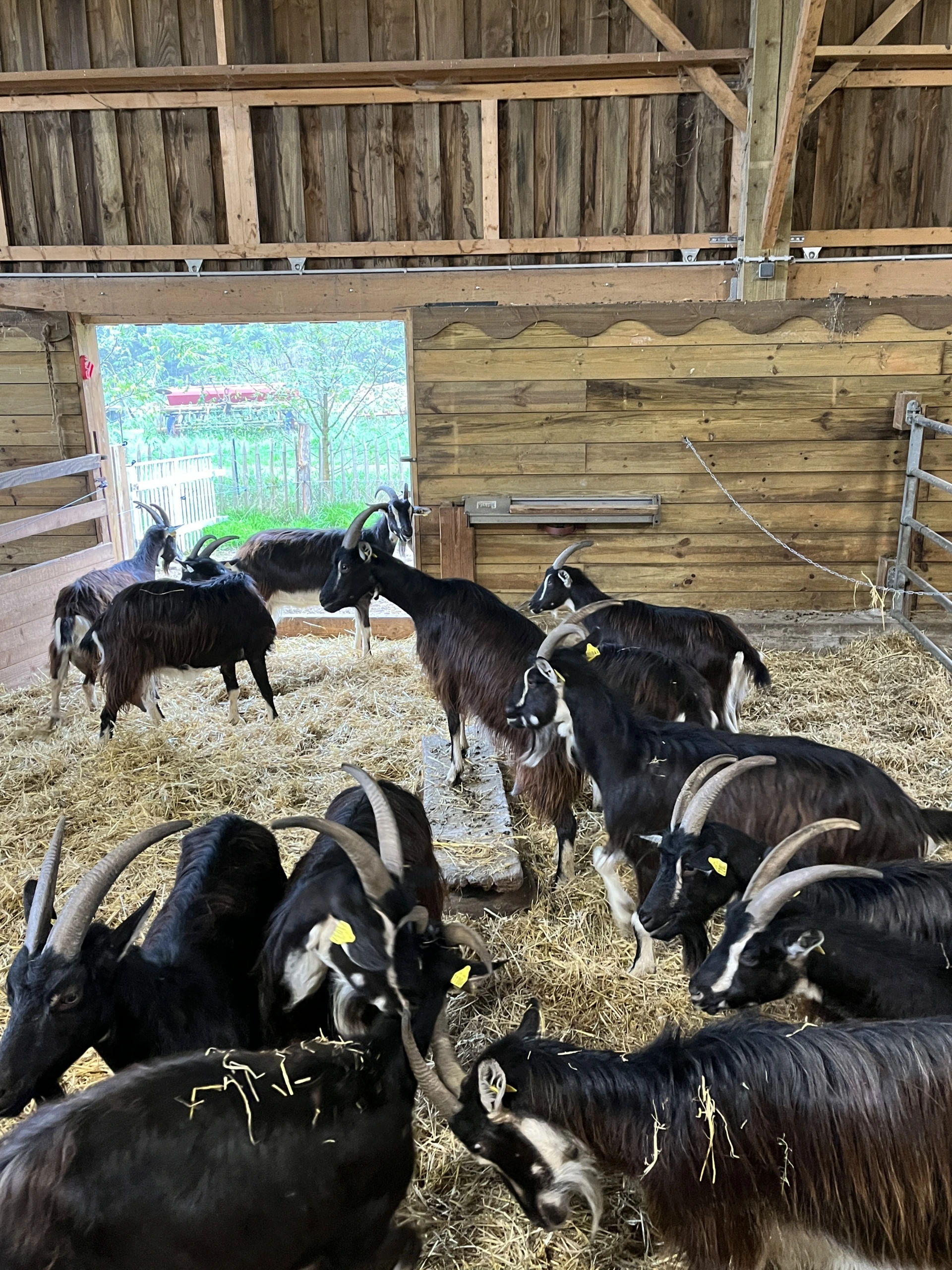 Visite de la ferme de la Bonnellerie