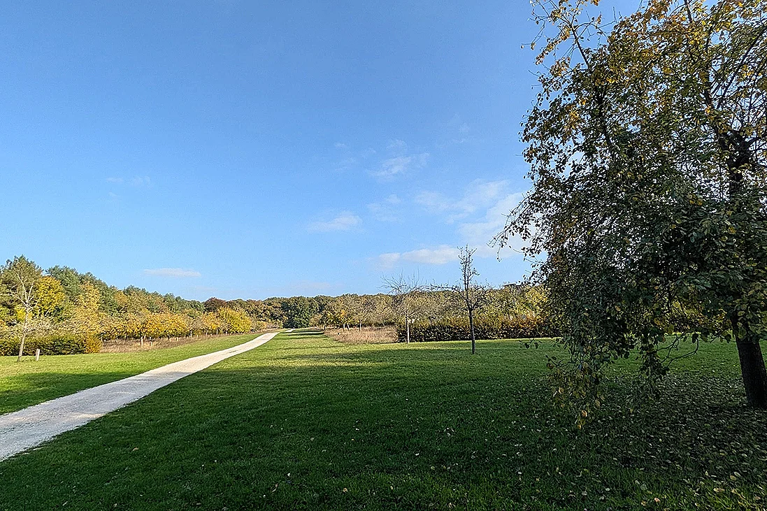 Sortie nature à Vauclair : "Arbres, fruits forestiers et cycle de la matière"