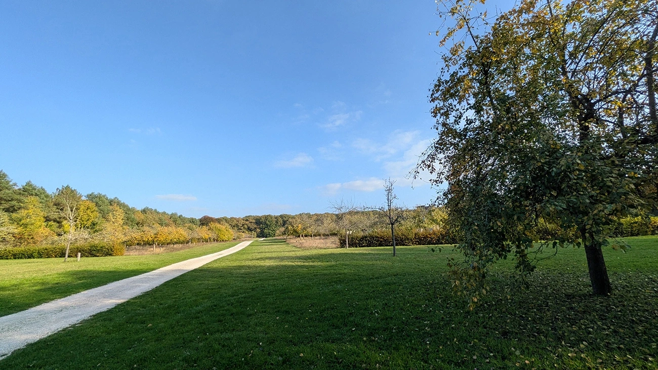 Sortie nature à Vauclair : "Arbres, fruits forestiers et cycle de la matière"