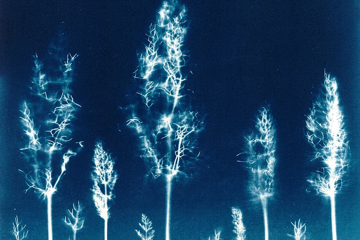 ATELIER CYANOTYPE