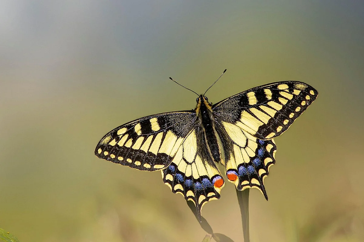Sortie nature - Le jour des papillons