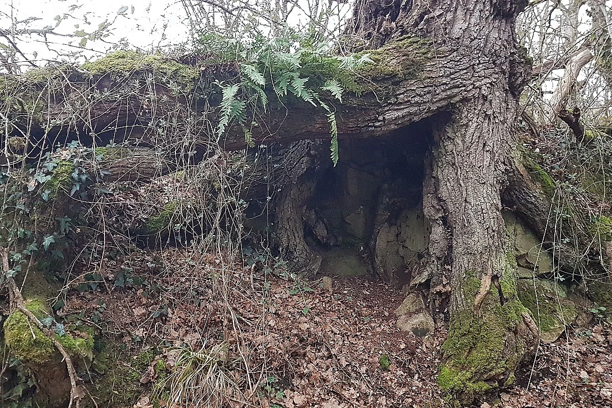 Le secret des arbres
