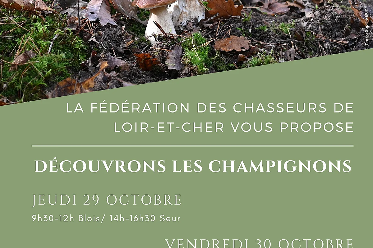 Instants Nature - Découvrons les champignons à Neuvy