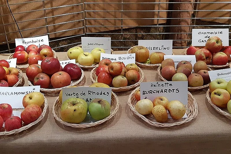 Exposition de fruits d'automne