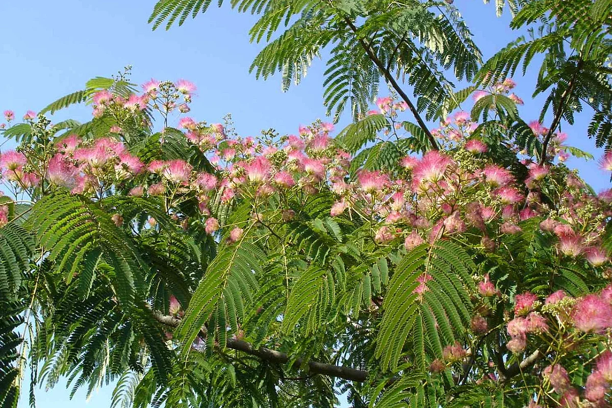 Les arbres d’ornement pour les petits jardins
