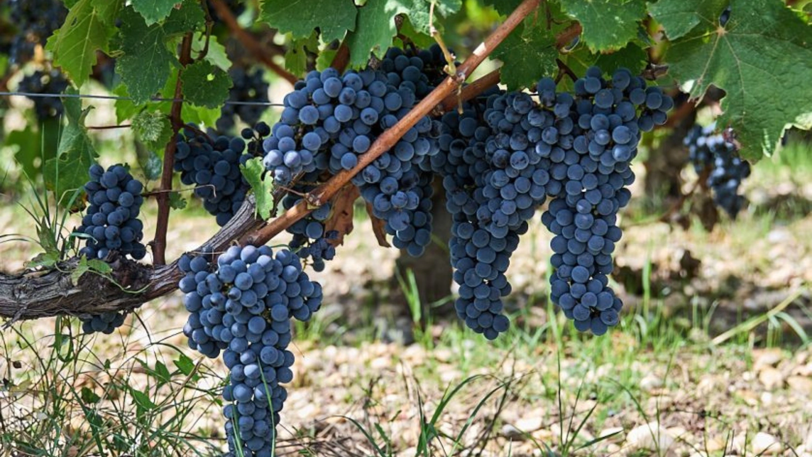 Banquet de vendanges au Château Haut-Bailly