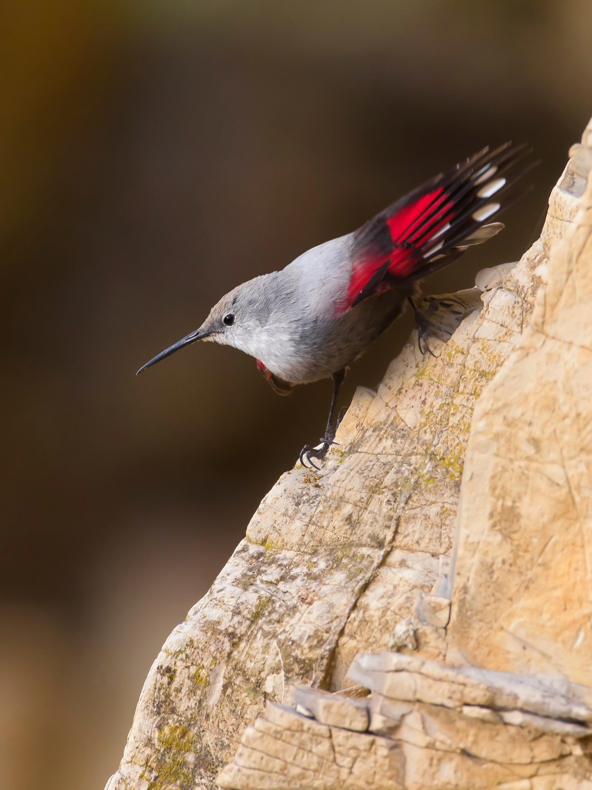Sortie ornithologique : L'oiseau papillon