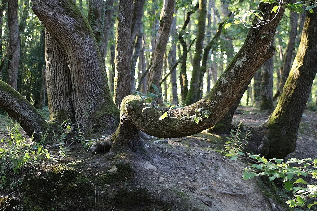 Matinée chant-nature