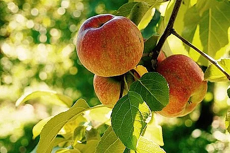 Fête de la Pomme et marché festif