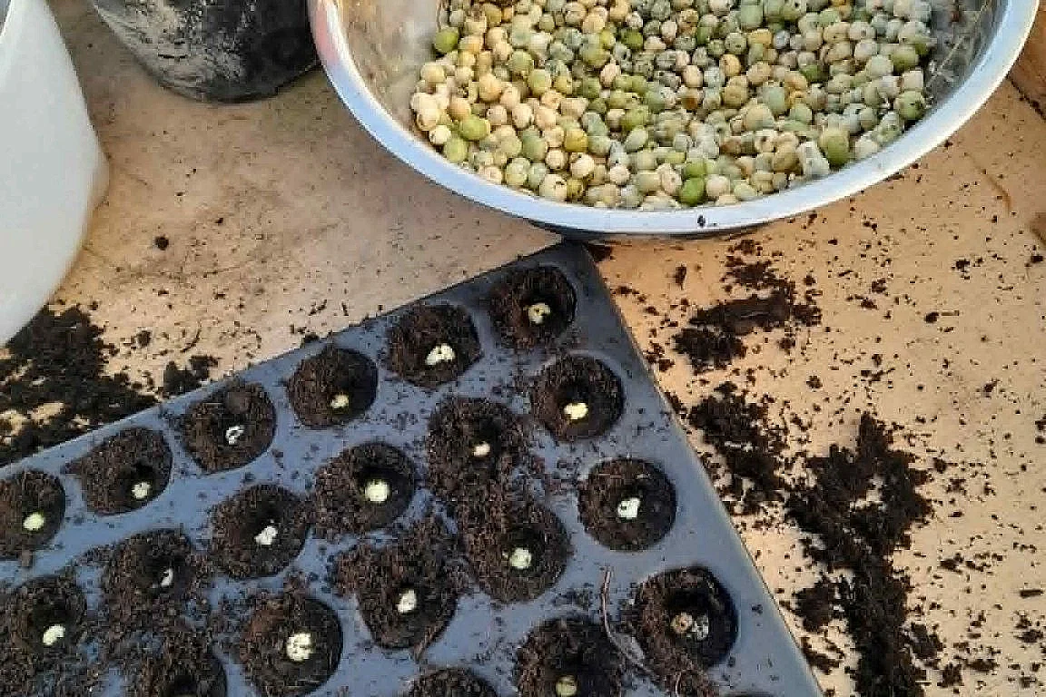 Atelier : Récolter et semer ses graines de légumes et fleurs
