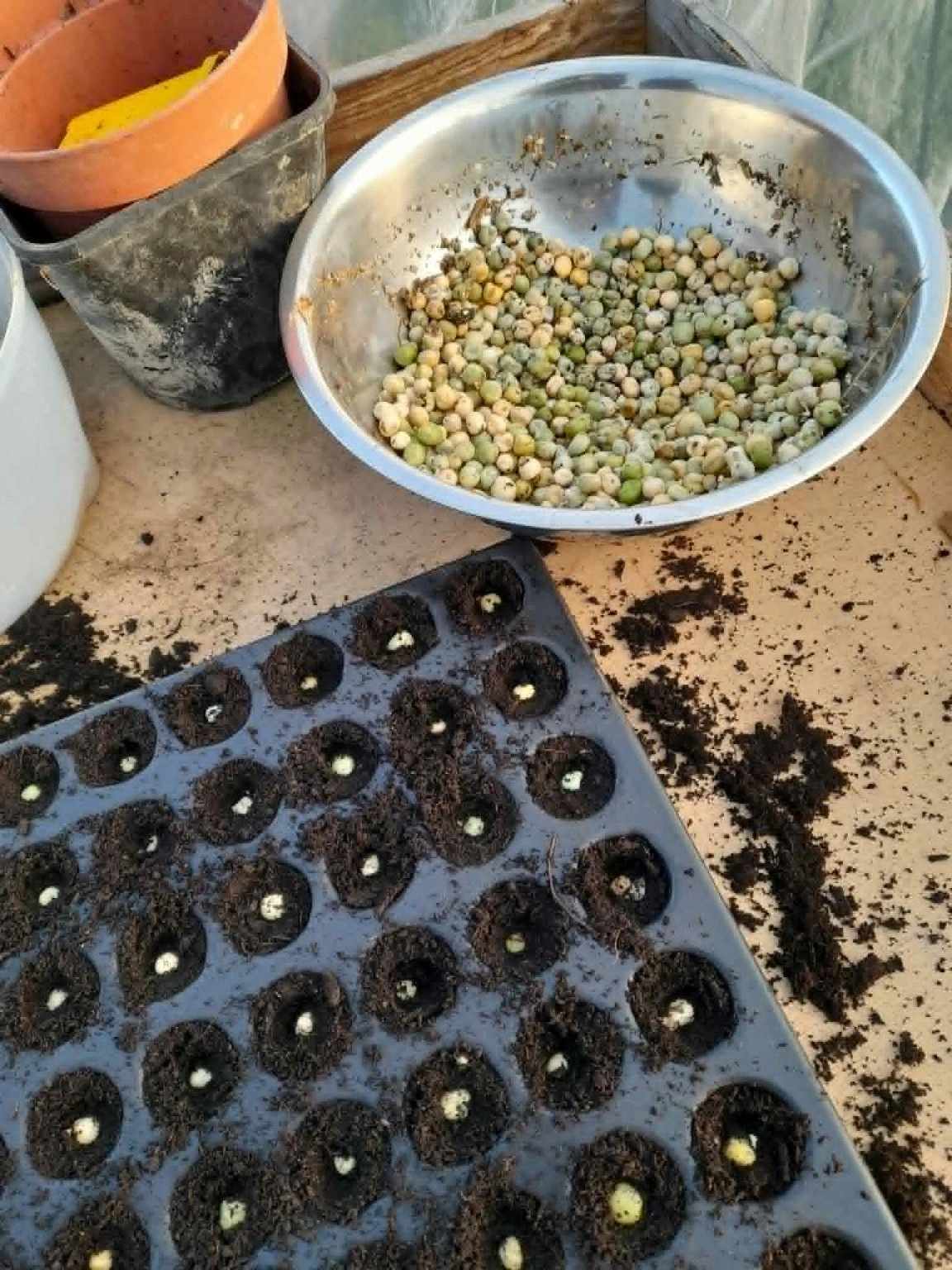 Atelier : Récolter et semer ses graines de légumes et fleurs