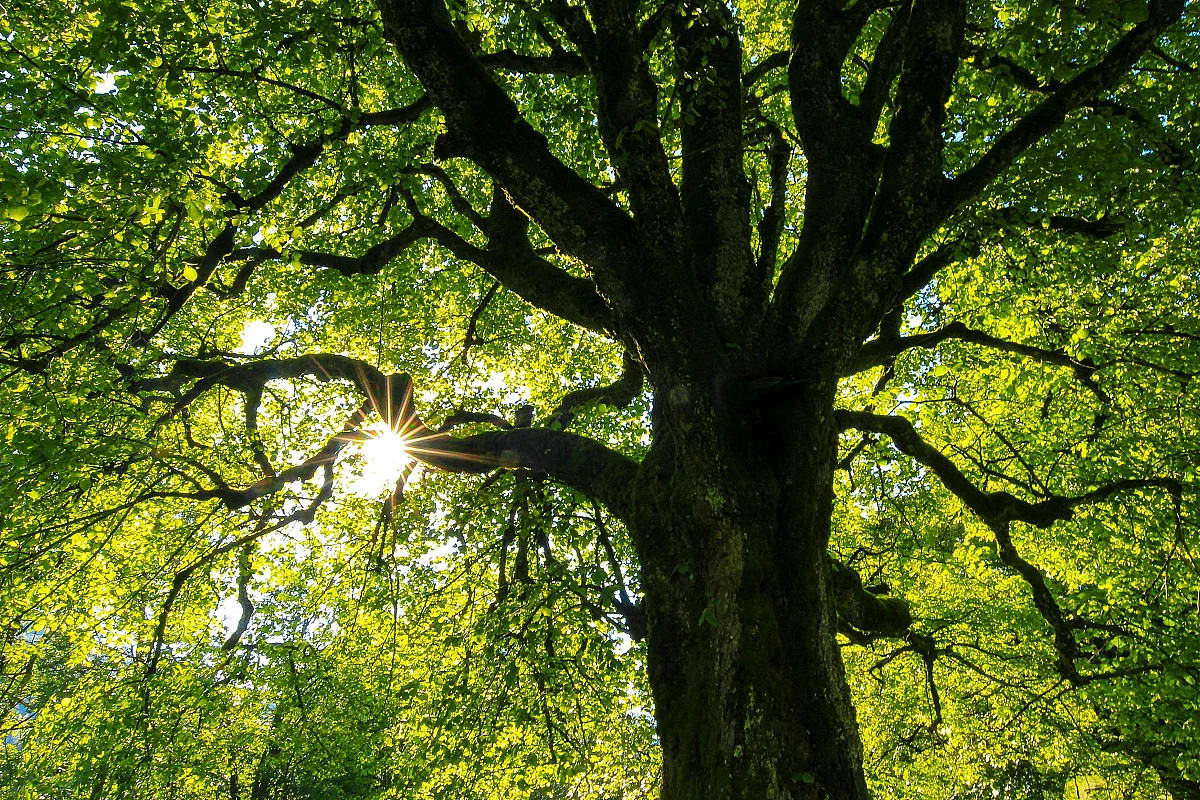 L'arbre qui cache la forêt, Réserve départementale de biodiversité