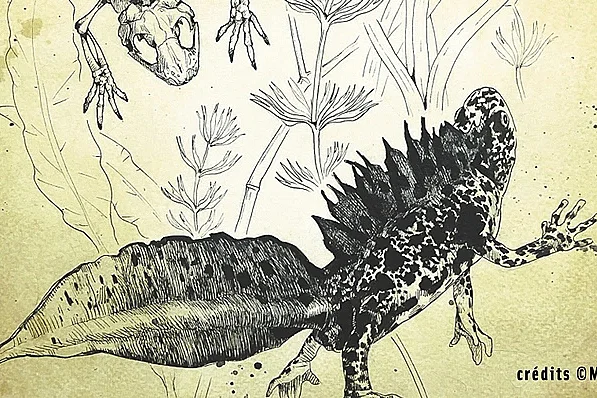 Illustrations scientifiques animalières et botaniques