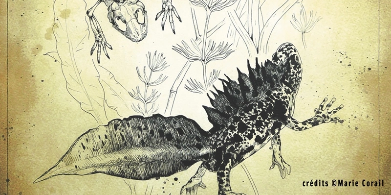 Illustrations scientifiques animalières et botaniques