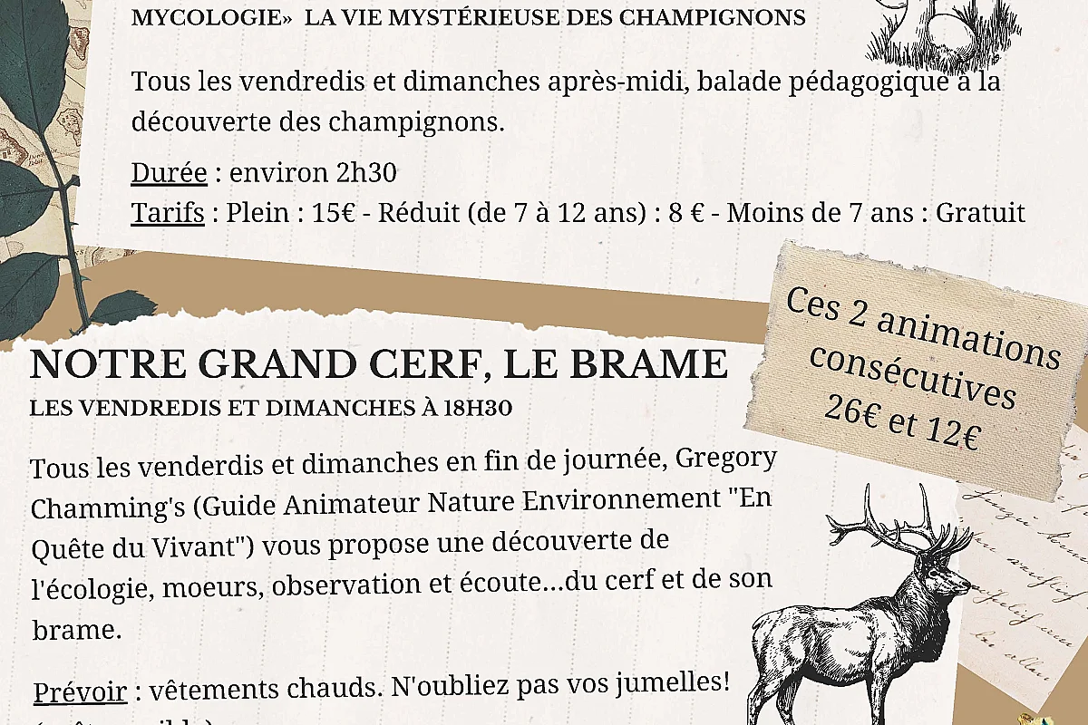 ANIMATION NATURE : BRAME DU CERF