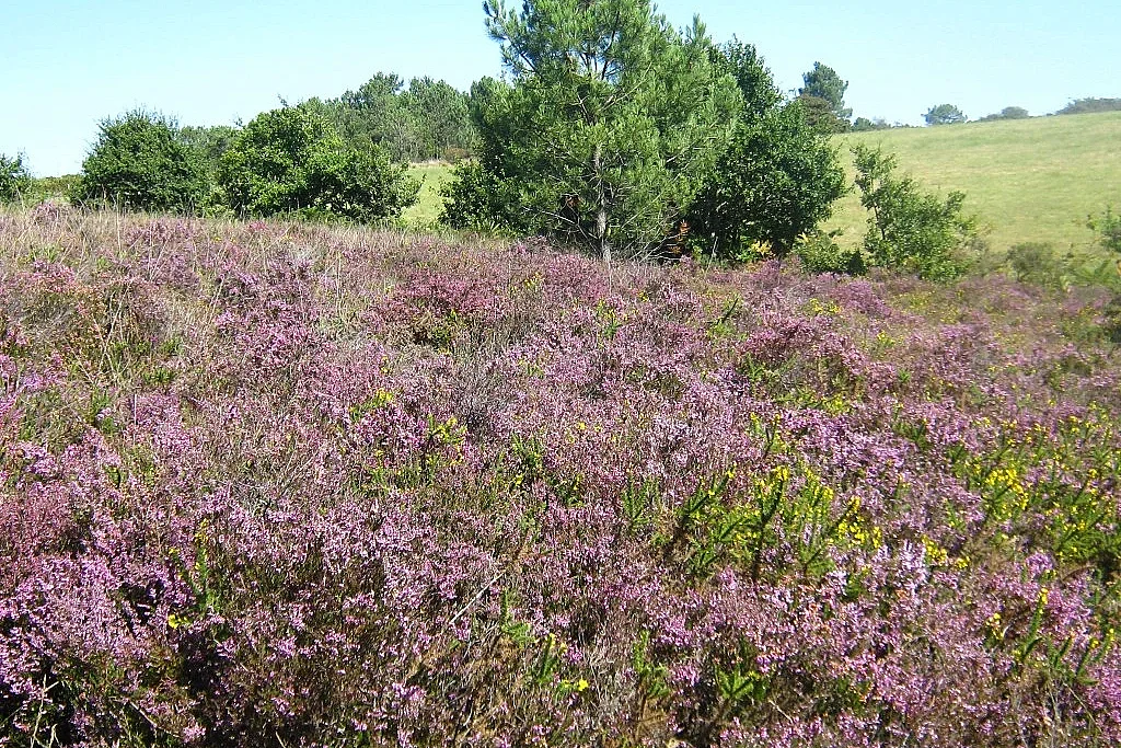 Petit aventurier dans les landes
