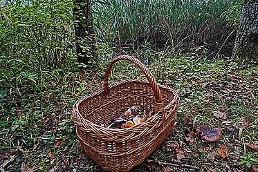 Rendez-vous nature : Les champignons