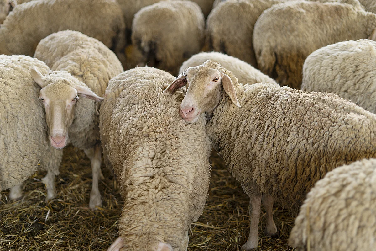 Saint-Gély fête la Ruralité