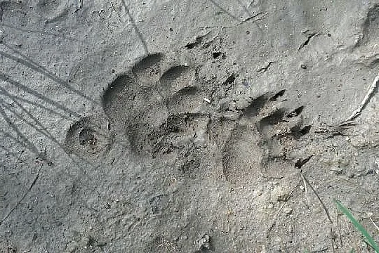 Pisteurs de la vie sauvage