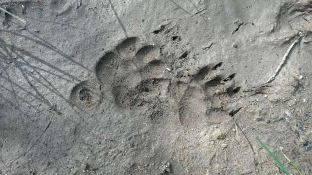 Pisteurs de la vie sauvage