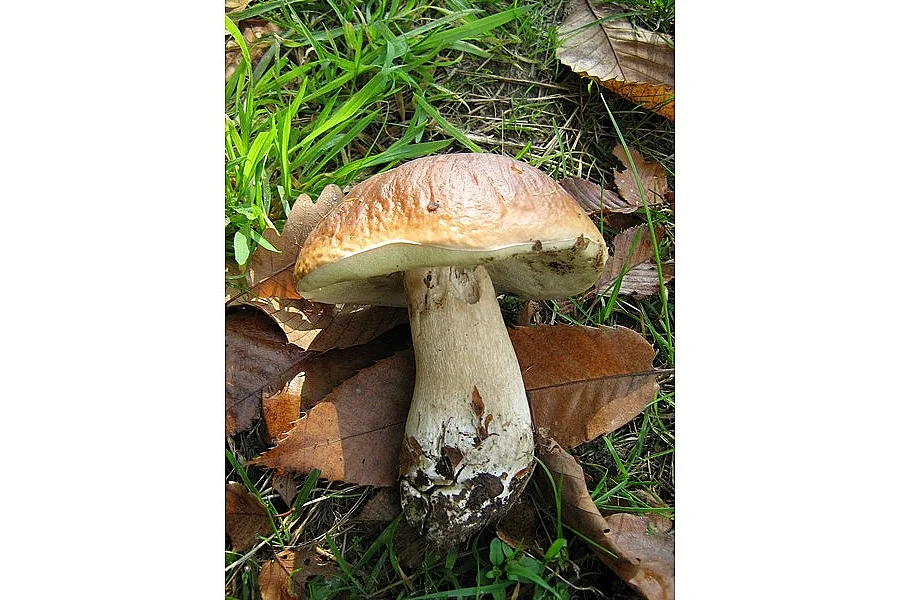 Champignons en Retz