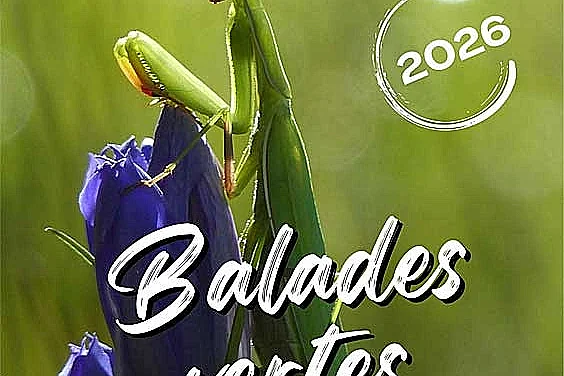 Balades Vertes en Haute-Marne : Billebaude lors de la bascule entre été et automne