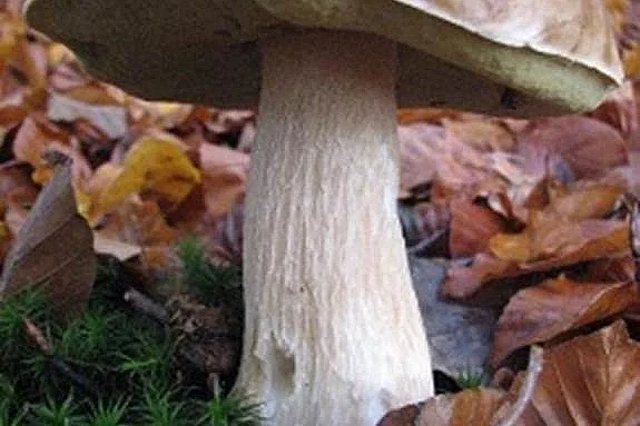 Découverte du monde des champignons