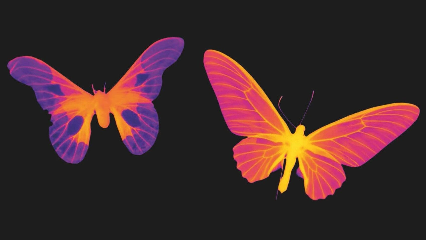 Conférence "Amazonia, le mystère des couleurs du tapirage à la fluorescence"