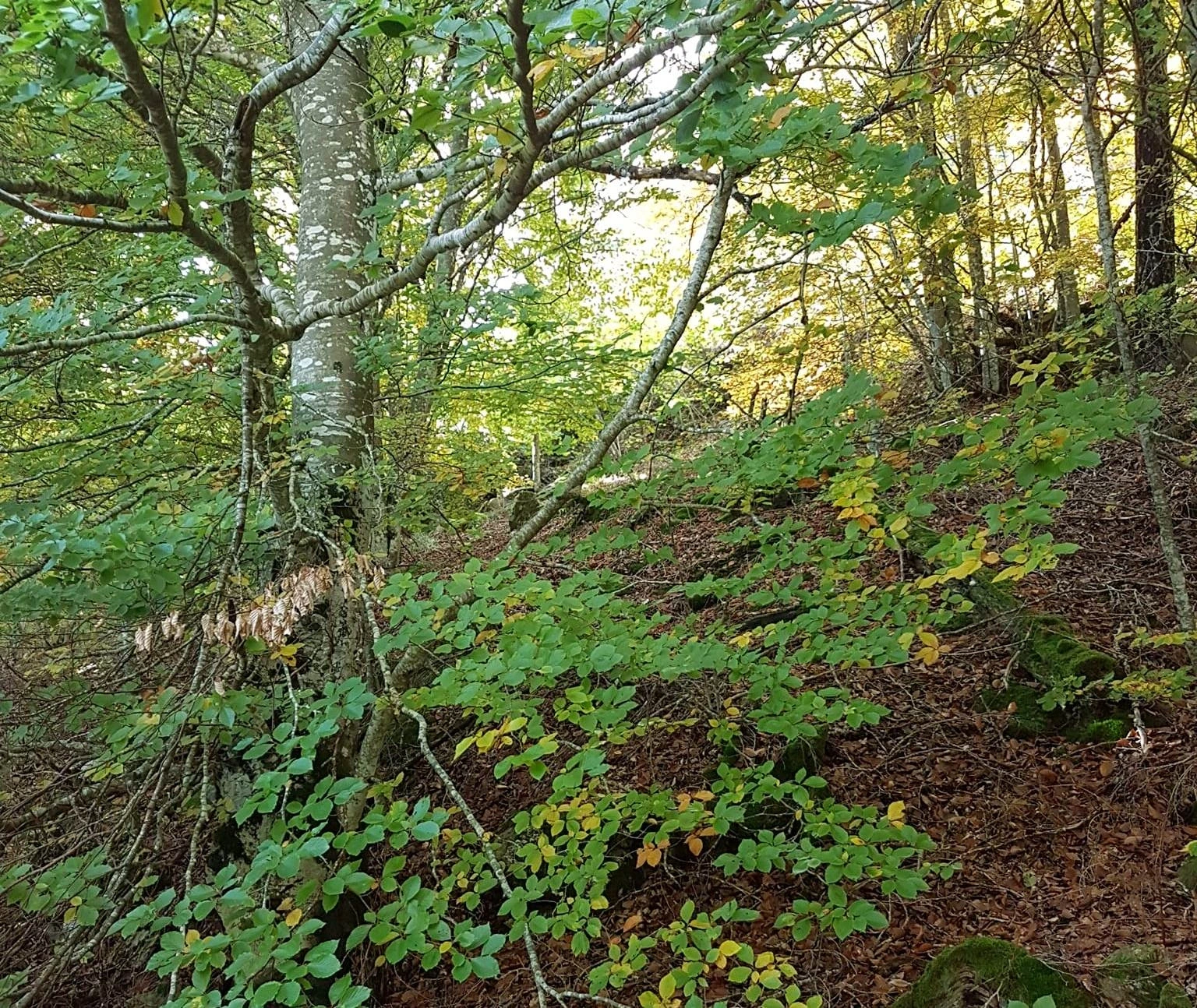 CHEMIN DE SOI