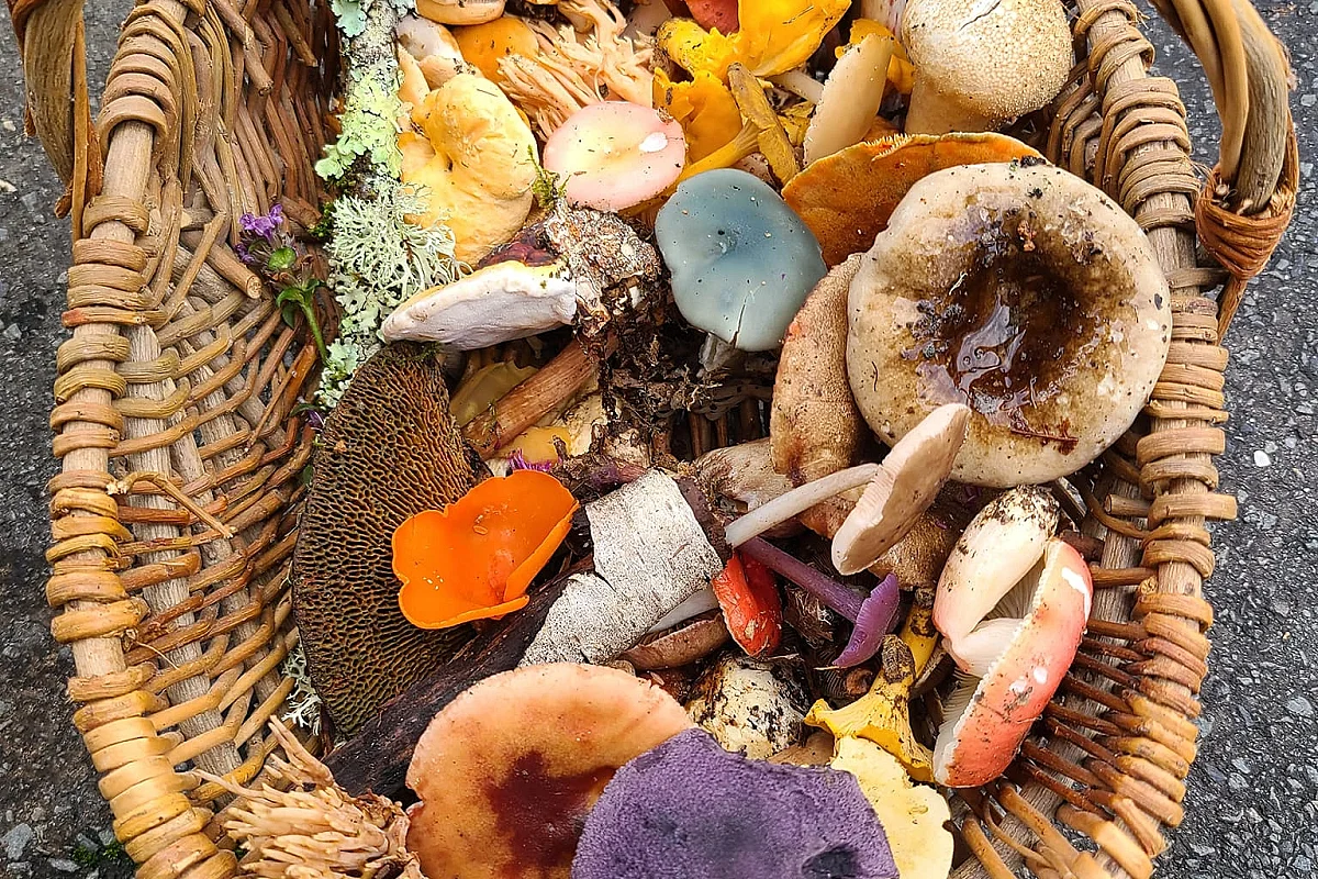 Journée mycologique : cueillette de champignons