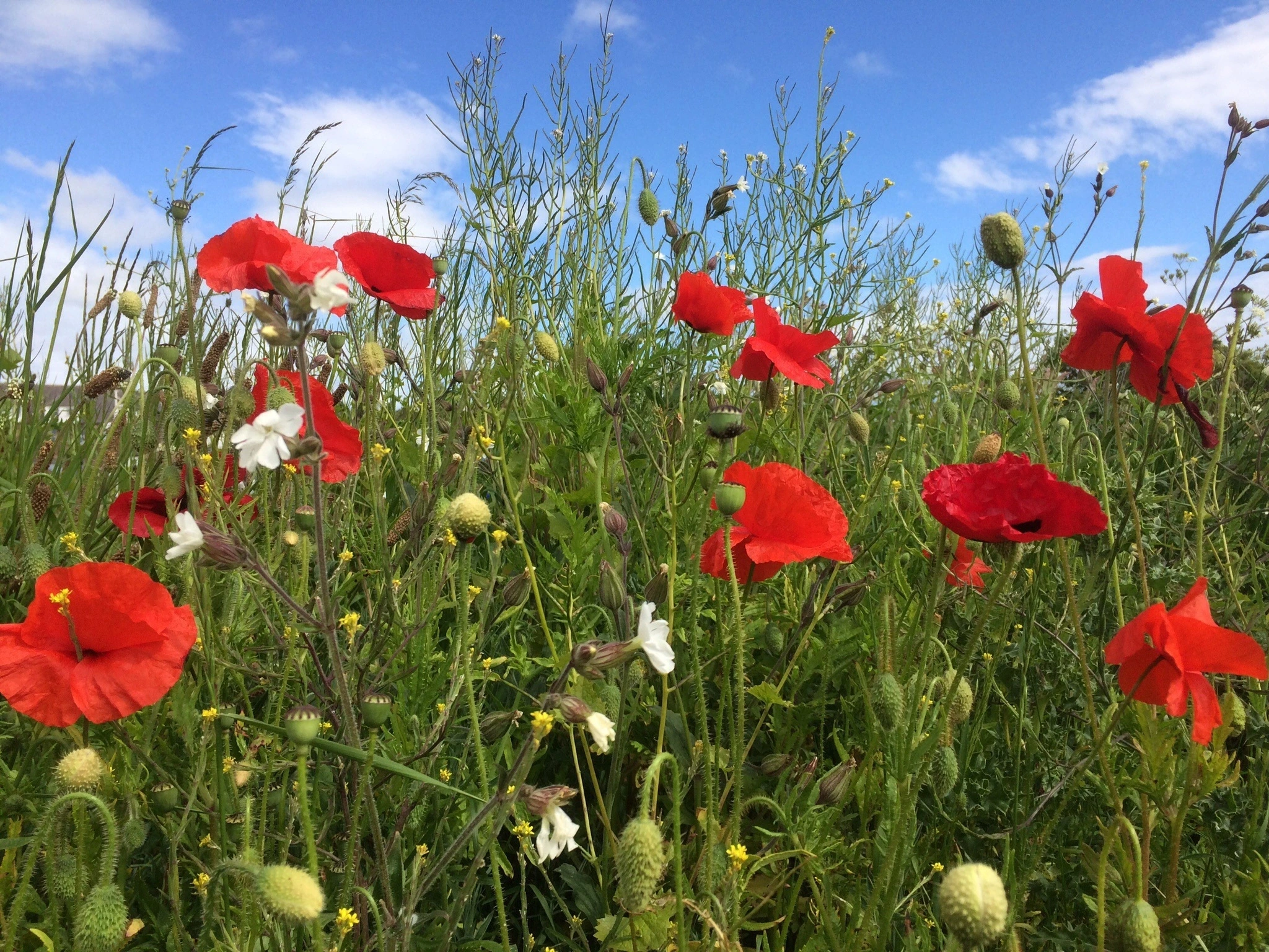 Animation Diversité floristique du Grand Guéret