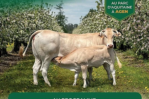 Concours national blonde d'aquitaine