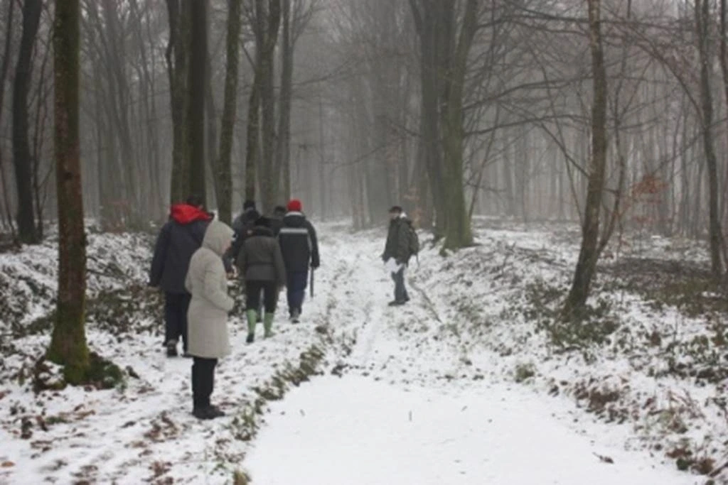 La forêt en hiver
