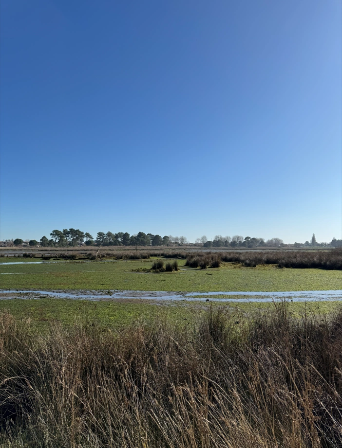 Prés Salés Ouest, découverte faune et flore