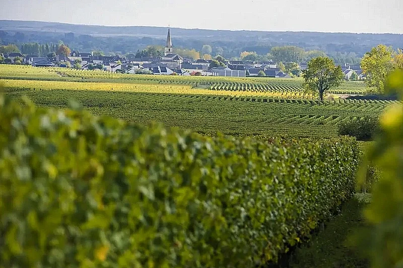 Vignobles en Scène ! - Reflets de vignes